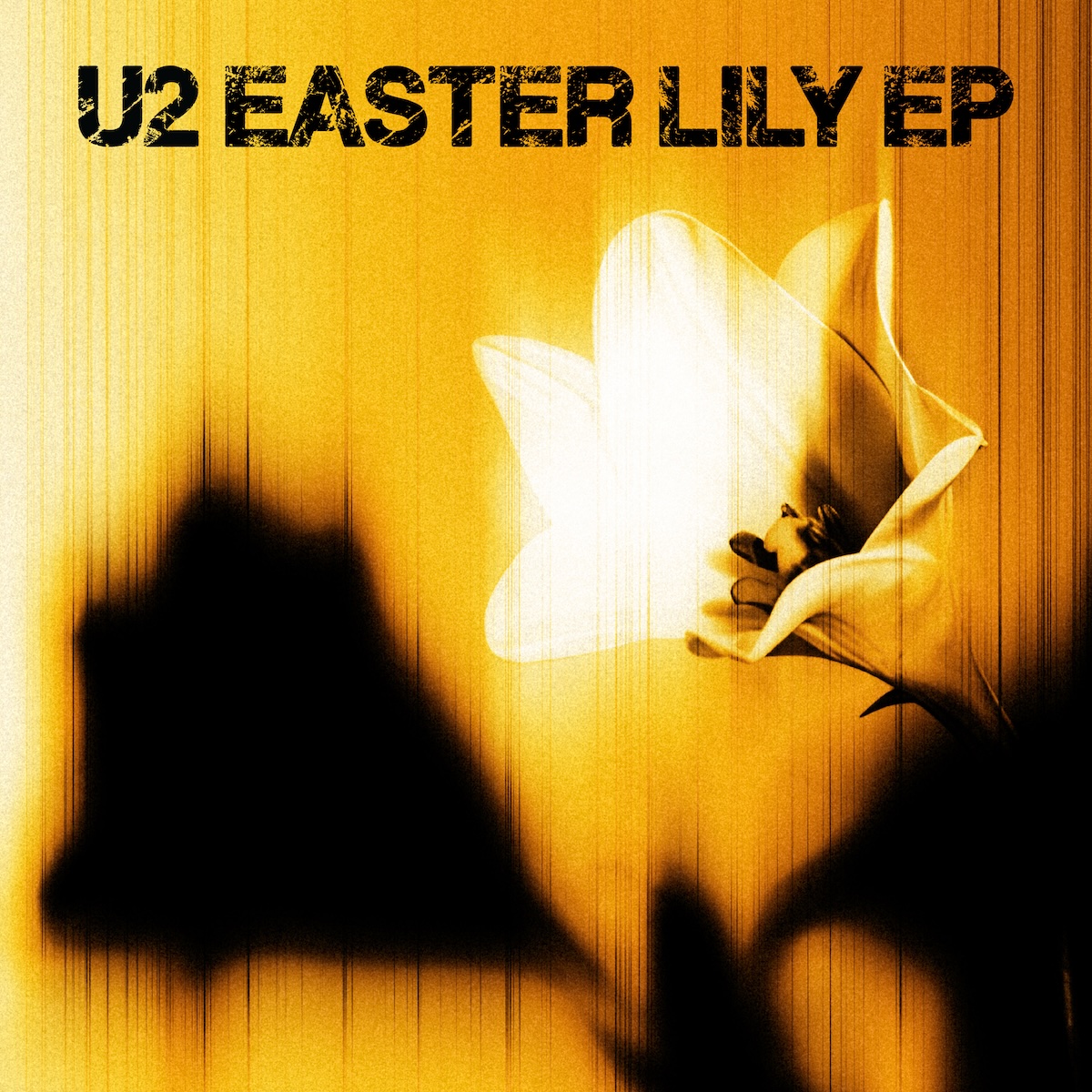 Album Art of U2's Easter Lily EP - On an orange and golden yellow background with vertical lines of streaking black, kinda a vertical blur, is a picture of a white Easter Lily and its shadow plus maybe the shadows of neighboring flowers. It's a pretty simple image, with the bright white flower contrasting the dark black shadows and the vibrant background color. At the top, in black letters, it has 'U2 Easter Lily EP'.
